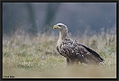 zeearend 7D 6198 kopie ws